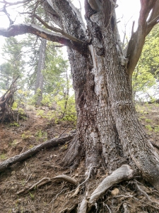 Old Tree, Horton Creek - Highline - Derrick Trail Loop, Payson, Arizona
